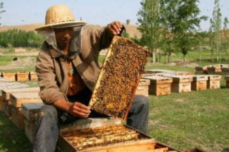 〔精品课程〕2022更新版《蜜蜂养殖教程大全》,第1张