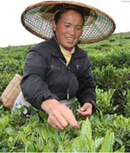 〔精品课程〕2022更新版《茶树种植教程大全》,第4张
